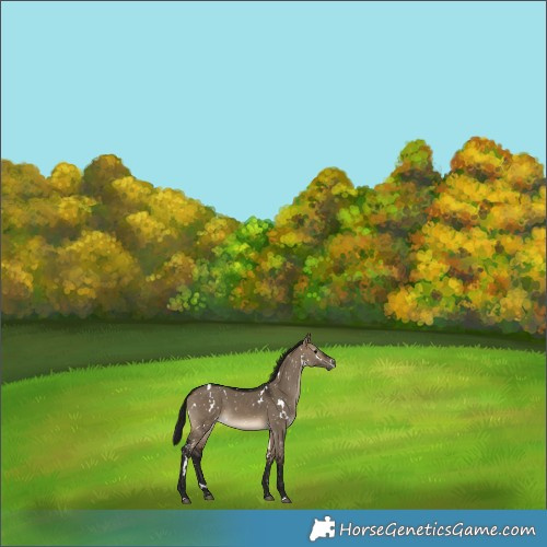 Horse Color:Gray White Spotted Brown Dun Snowflake Varnish 