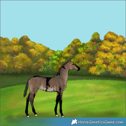 Horse Color:Void Bay Dun Sabino Tobiano Rabicano 