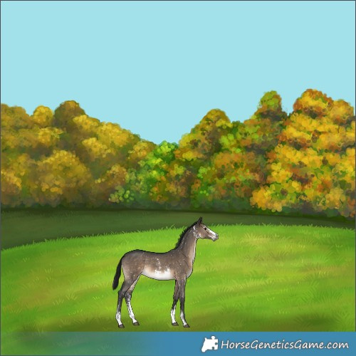 Horse Color:Gray Brown Dun Sabino Appaloosa Rabicano 