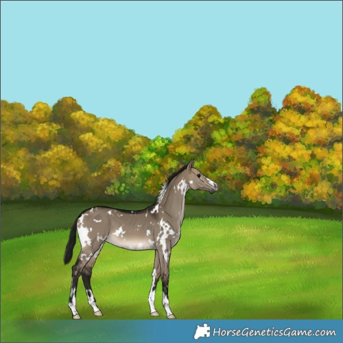 Horse Color:Gray White Spotted Brown Dun 