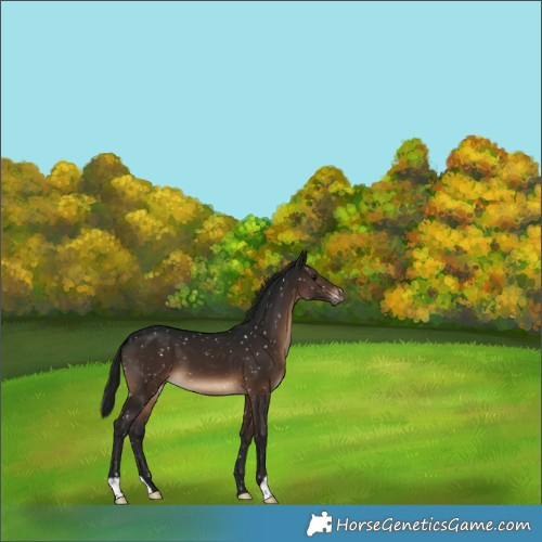 Horse Color:Gray Brown Appaloosa 