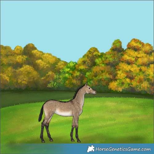 Horse Color:Gray Bay Dun Snowflake Varnish