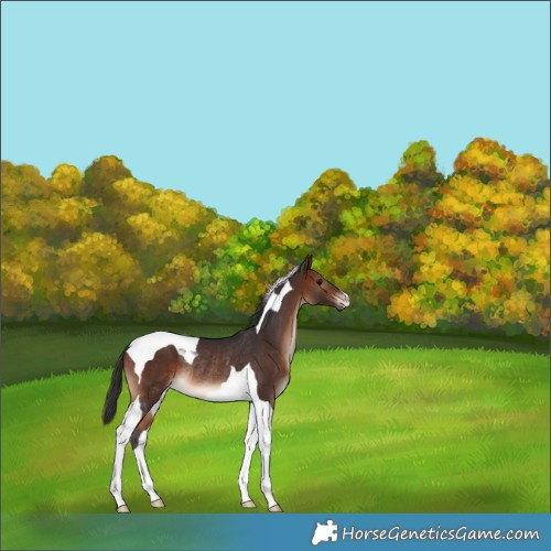 Horse Color:Brown Tobiano Rabicano 