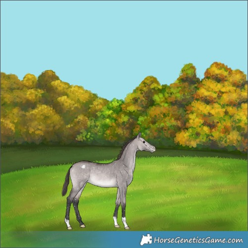 Horse Color:Platinum Bay Dun Appaloosa Rabicano 