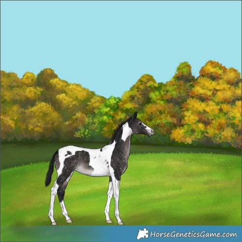 Horse Color:Gray Platinum Brown Tobiano Snowflake Varnish 