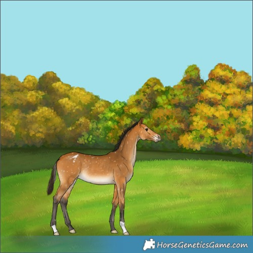 Horse Color:Gray Buckskin Appaloosa Rabicano 