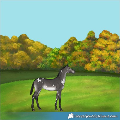 Horse Color:Gray Platinum White Spotted Brown Dun 