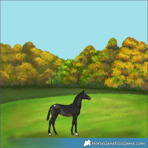 Horse Color:Gray Brown Varnish Rabicano 