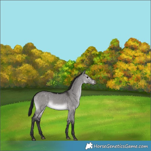 Horse Color:Gray Platinum Brown Dun Appaloosa Rabicano 