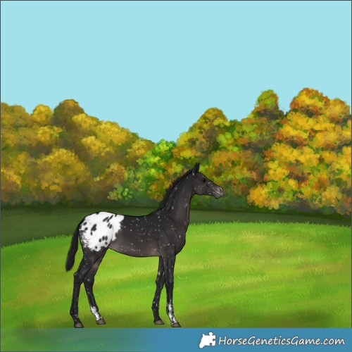 Horse Color:Gray Platinum Brown Sabino Appaloosa 