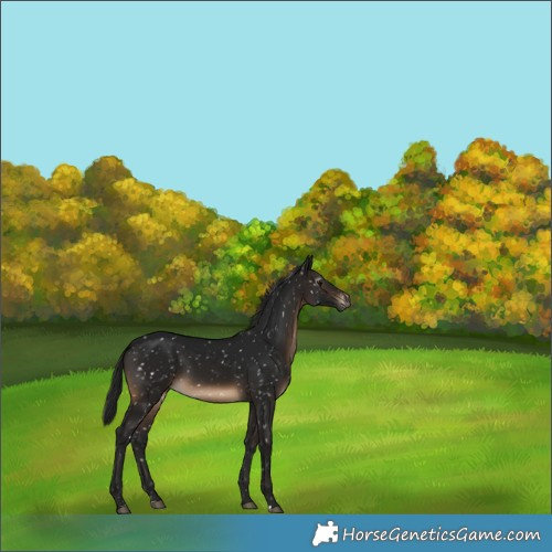 Horse Color:Gray Brown Snowflake Varnish