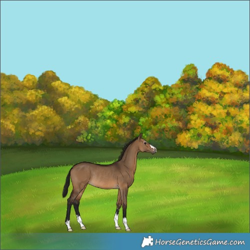 Horse Color:Gray Bay Dun Rabicano 