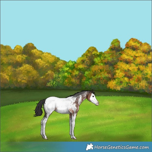 Horse Color:Brown Sabino Splash Appaloosa 