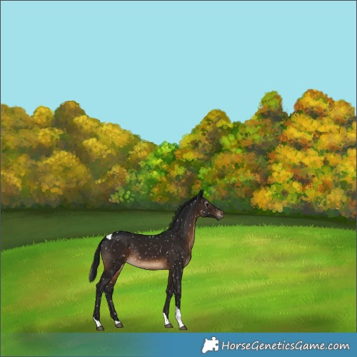 Horse Color:Gray Brown Tobiano Snowflake Varnish Rabicano 