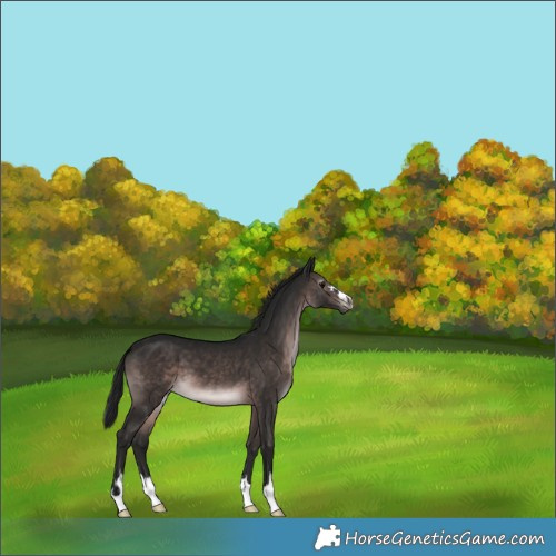 Horse Color:Gray Platinum Brown Varnish 