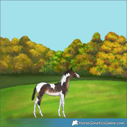 Horse Color:Brown Tobiano Varnish Rabicano 