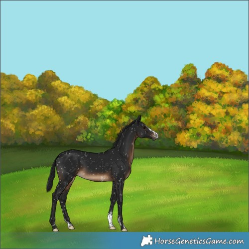 Horse Color:Gray Brown Sabino Splash Snowflake Varnish