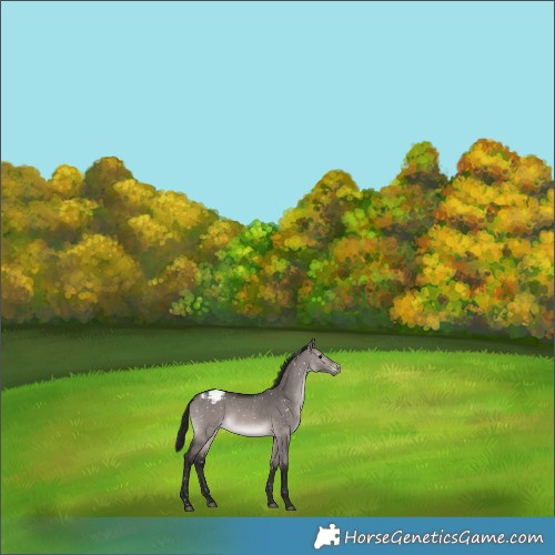 Horse Color:Gray Platinum Bay Dun Appaloosa 