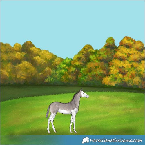 Horse Color:Platinum Bay Dun Splash Snowflake Varnish 