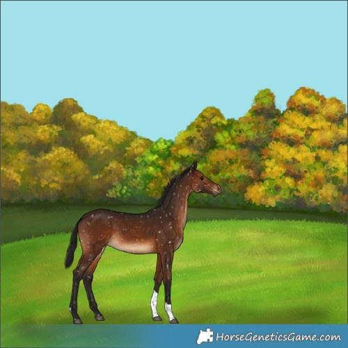 Horse Color:Gray Bay Tobiano Snowflake Varnish