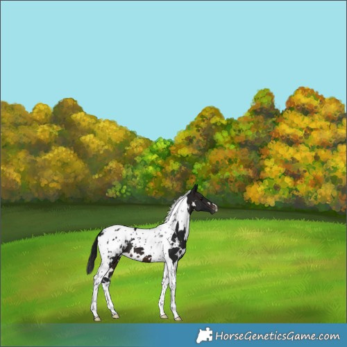 Horse Color:Gray White Spotted Brown Tobiano Blanket 