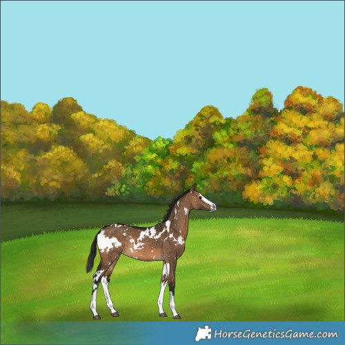 Horse Color:Gray White Spotted Bay Dun Splash Snowflake VarnishRabicano 