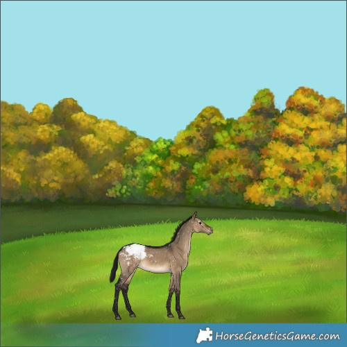 Horse Color:Gray Brown Dun Appaloosa Rabicano 