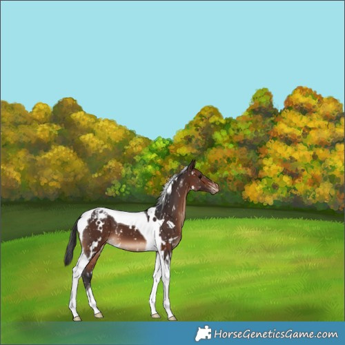 Horse Color:White Spotted Brown Tobiano Appaloosa 