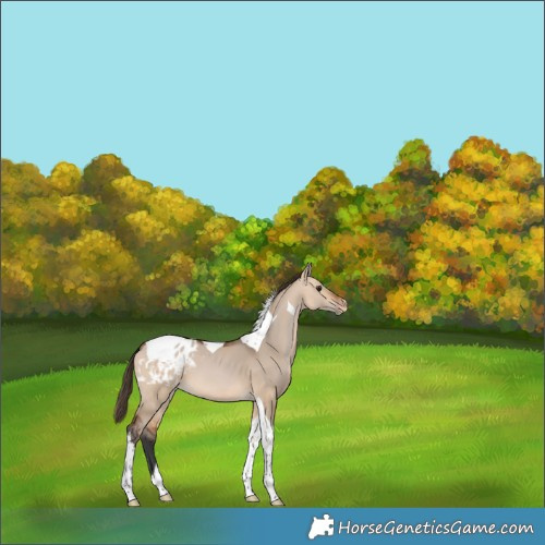 Horse Color:Bay Dun Tobiano Appaloosa 