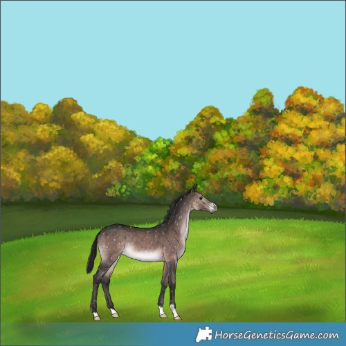 Horse Color:Gray Platinum Bay Snowflake Varnish Rabicano 