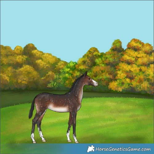 Horse Color:Brown Snowflake Varnish 