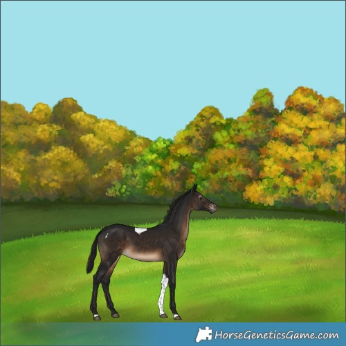 Horse Color:Gray Brown Tobiano Appaloosa 