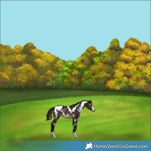 Horse Color:Gray White Spotted Bay Blanket Rabicano 