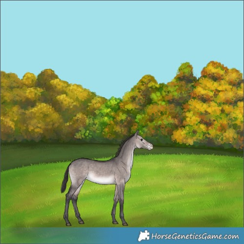 Horse Color:Platinum Brown Dun Varnish Rabicano 