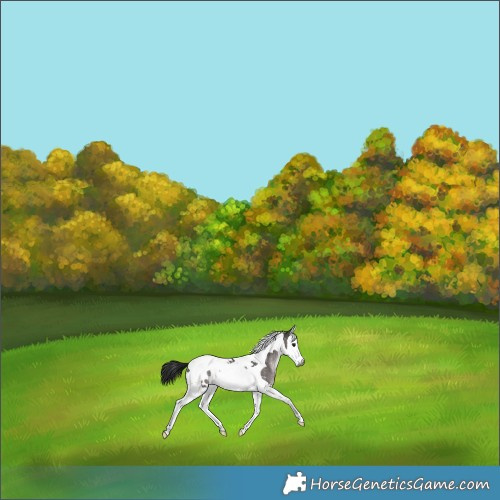 Horse Color:Gray Platinum Brown Dun Splash Tobiano Blanket Rabicano 