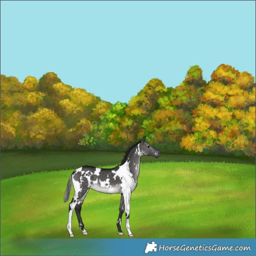 Horse Color:Gray Platinum White Spotted Buckskin Dun 