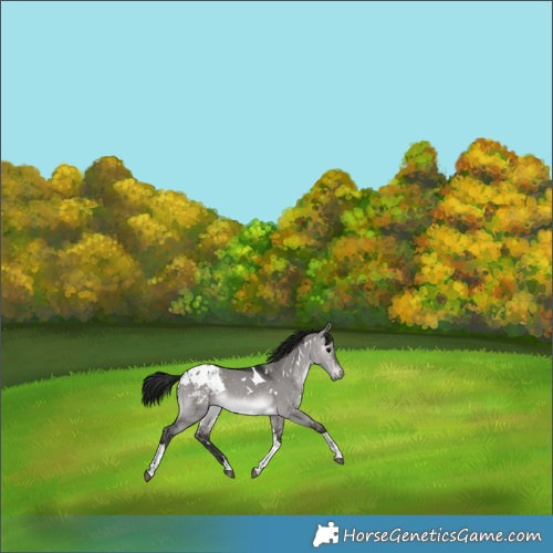 Horse Color:Gray Platinum White Spotted Brown Dun Tobiano Blanket 