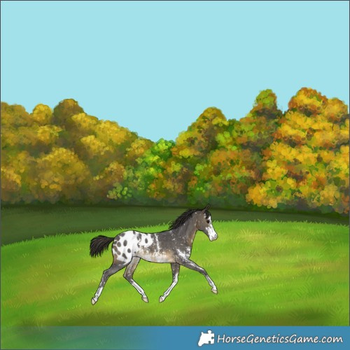 Horse Color:Buckskin Sabino Appaloosa 