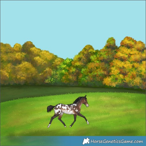 Horse Color:Brown Blanket Rabicano 