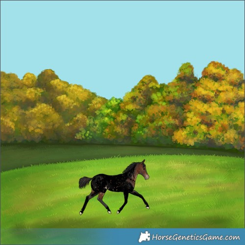 Horse Color:Void Brown Tobiano Near Leopard 