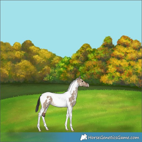 Horse Color:White Spotted Bay Dun Tobiano 