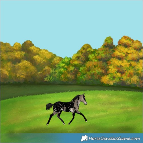 Horse Color:Gray Void White Spotted Brown Dun Tobiano Appaloosa Rabicano 