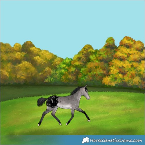 Horse Color:Void Platinum Bay Dun Tobiano Appaloosa 