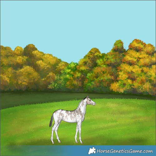 Horse Color:White Spotted Brown Dun Sabino 