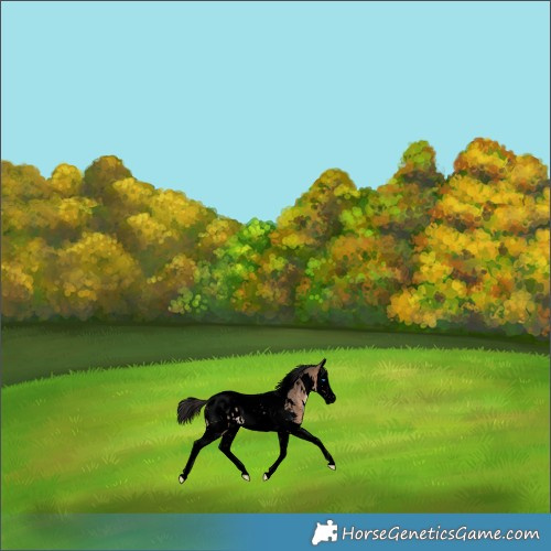 Horse Color:Void White Spotted Brown Dun Splash Tobiano Near Leopard 