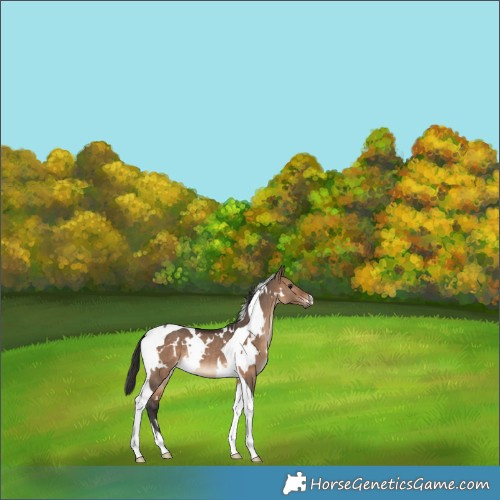 Horse Color:White Spotted Brown Dun Tobiano Rabicano 