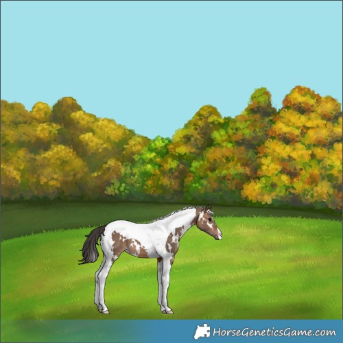 Horse Color:White Spotted Bay Dun Tobiano 