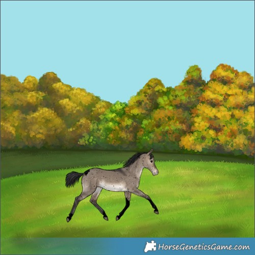 Horse Color:Void Brown Dun Tobiano Appaloosa Rabicano 