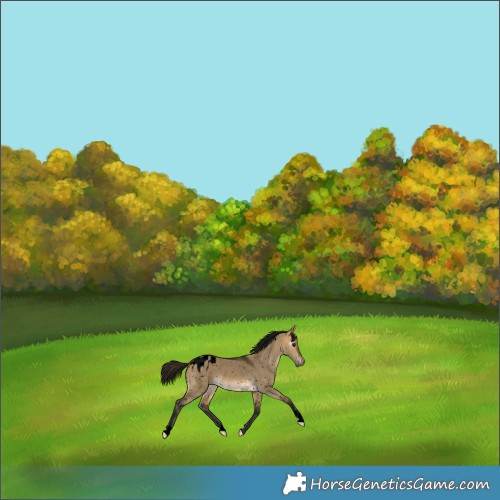 Horse Color:Gray Void Buckskin Dun Appaloosa Rabicano 