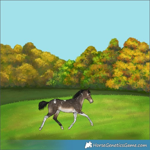 Horse Color:Gray Brown Dun Tobiano Appaloosa Rabicano 